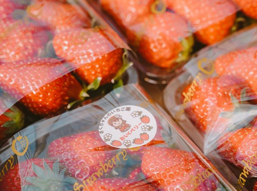 4パック入りセット